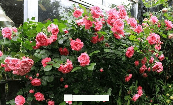 月季花愛(ài)長(cháng)個(gè)開(kāi)花多，養上2-3年就成“花墻”，值得擁有(圖5)