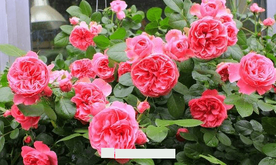 月季花愛(ài)長(cháng)個(gè)開(kāi)花多，養上2-3年就成“花墻”，值得擁有(圖4)