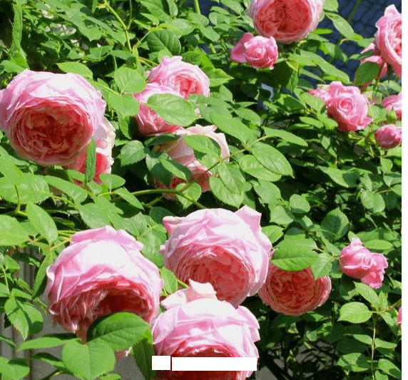 月季花愛(ài)長(cháng)個(gè)開(kāi)花多，養上2-3年就成“花墻”，值得擁有(圖8)