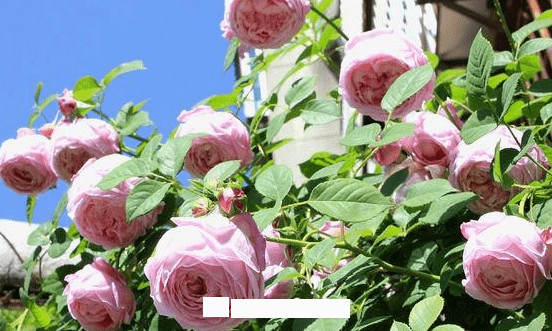 月季花愛(ài)長(cháng)個(gè)開(kāi)花多，養上2-3年就成“花墻”，值得擁有(圖7)