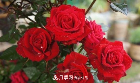 養月季，澆水很關(guān)鍵，學(xué)會(huì )這2個(gè)“竅門(mén)”，枝繁葉茂花滿(mǎn)枝(圖1)