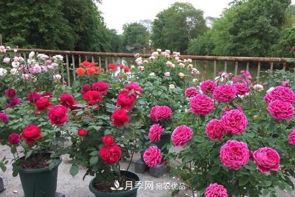 養月季，澆水很關(guān)鍵，學(xué)會(huì )這2個(gè)“竅門(mén)”，枝繁葉茂花滿(mǎn)枝(圖4)