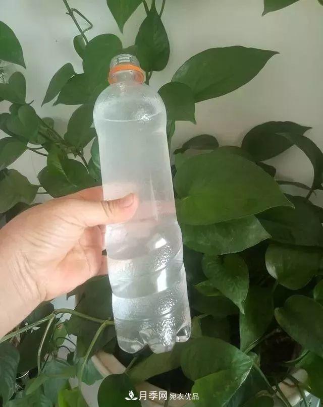 養月季花必備“3種肥”，每月花盆撒一點(diǎn)(圖3)