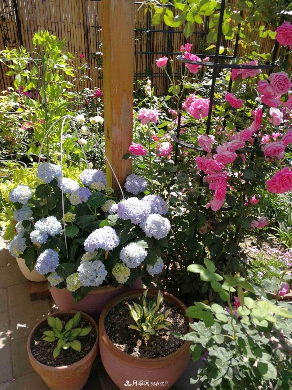養月季花必備“3種肥”，每月花盆撒一點(diǎn)(圖6)