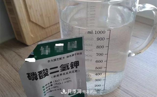 養月季花必備“3種肥”，每月花盆撒一點(diǎn)(圖4)
