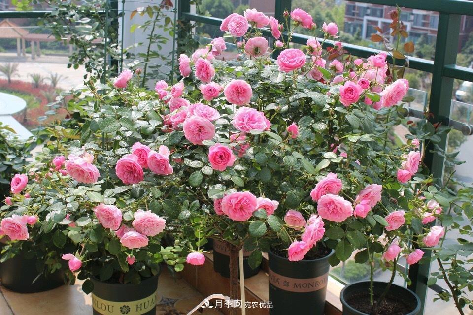 養月季花必備“3種肥”，每月花盆撒一點(diǎn)(圖1)