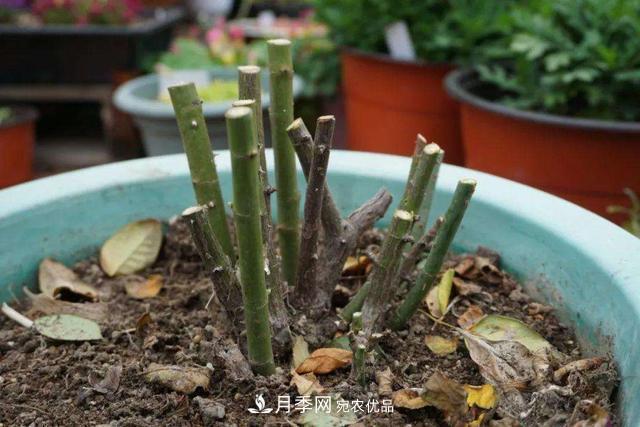 月季修剪有技巧，知道幾個(gè)養護小妙招，花謝了還能開(kāi)好幾茬(圖3)