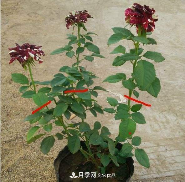 月季修剪有技巧，知道幾個(gè)養護小妙招，花謝了還能開(kāi)好幾茬(圖5)
