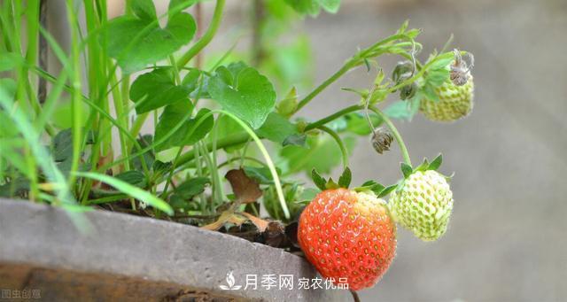 上海發(fā)布《窗陽(yáng)臺綠化推薦植物名錄》，月季花在列，好不好養來(lái)看看(圖4)