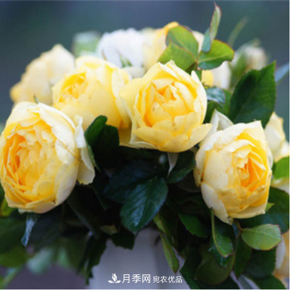 忙里偷閑，推薦5個(gè)月季品種，花色鮮艷還好養(圖2)