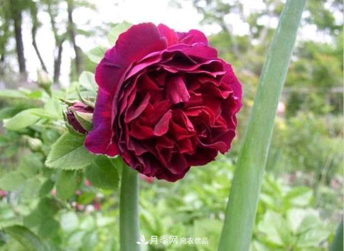 忙里偷閑，推薦5個(gè)月季品種，花色鮮艷還好養(圖1)