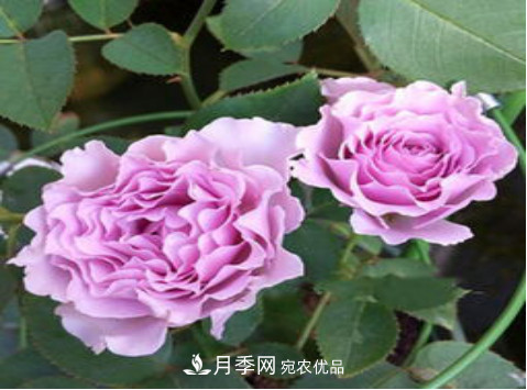 忙里偷閑，推薦5個(gè)月季品種，花色鮮艷還好養(圖4)
