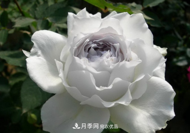 忙里偷閑，推薦5個(gè)月季品種，花色鮮艷還好養(圖3)
