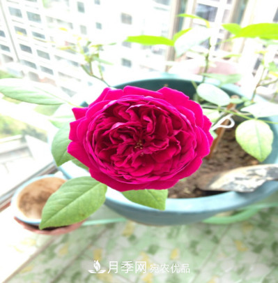 忙里偷閑，推薦5個(gè)月季品種，花色鮮艷還好養(圖6)