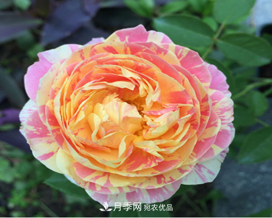 忙里偷閑，推薦5個(gè)月季品種，花色鮮艷還好養(圖5)