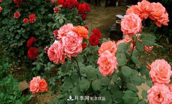 立秋以后，月季修剪及養護重點(diǎn)(圖1)
