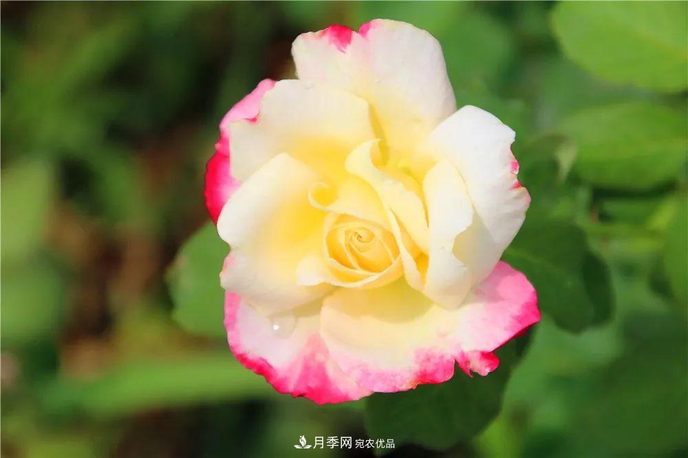 月季為什么一直不開(kāi)花？問(wèn)題出現這里(圖1)
