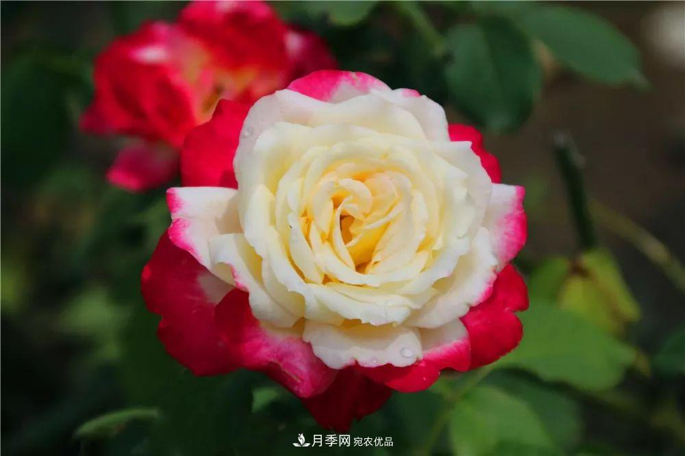 月季為什么一直不開(kāi)花？問(wèn)題出現這里(圖2)