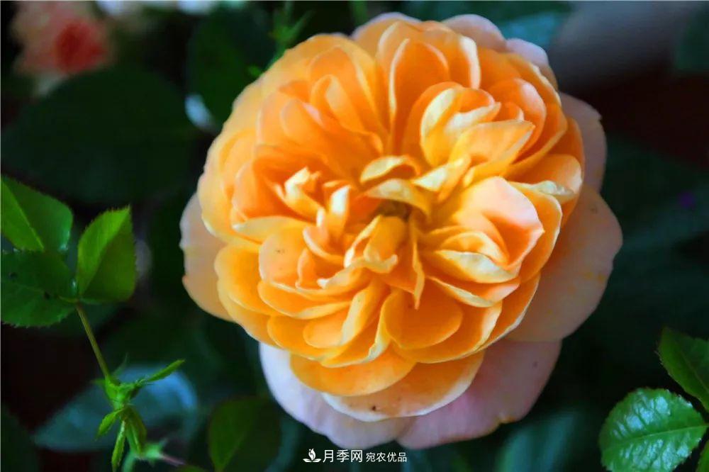 月季為什么一直不開(kāi)花？問(wèn)題出現這里(圖3)
