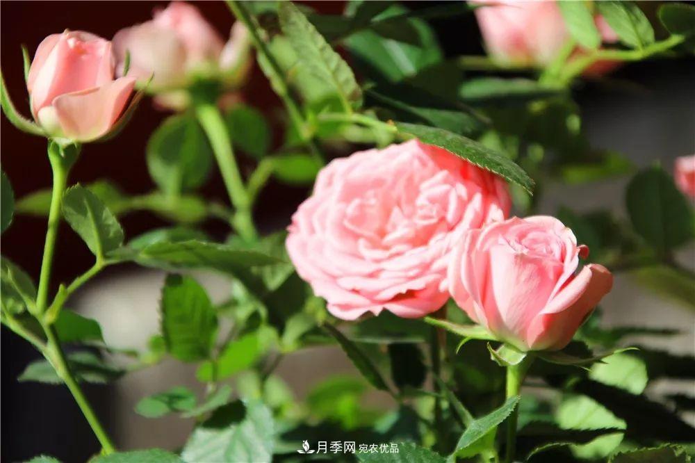 月季為什么一直不開(kāi)花？問(wèn)題出現這里(圖4)