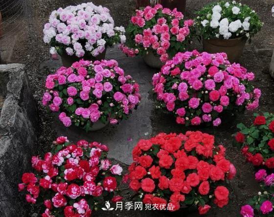 比月季開(kāi)花多，比茉莉好看，花瓣層層疊疊似牡丹，花期300天(圖3)