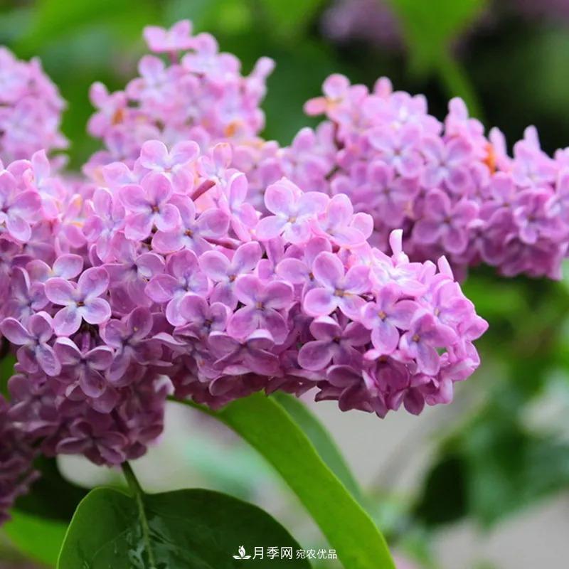 原來(lái)花草也會(huì )“相克”，4種花千萬(wàn)別放在一起養(圖2)