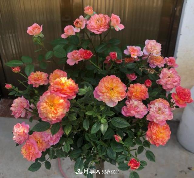 夏季購買(mǎi)月季花，葉片發(fā)黃嘩嘩掉，學(xué)會(huì )1招緩苗，新芽呼呼冒不停(圖2)