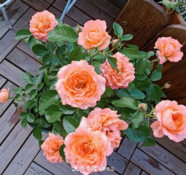 夏季購買(mǎi)月季花，葉片發(fā)黃嘩嘩掉，學(xué)會(huì )1招緩苗，新芽呼呼冒不停(圖1)