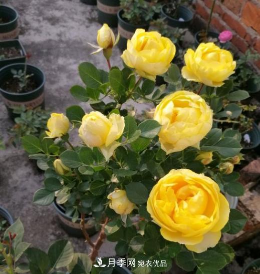 夏季購買(mǎi)月季花，葉片發(fā)黃嘩嘩掉，學(xué)會(huì )1招緩苗，新芽呼呼冒不停(圖3)