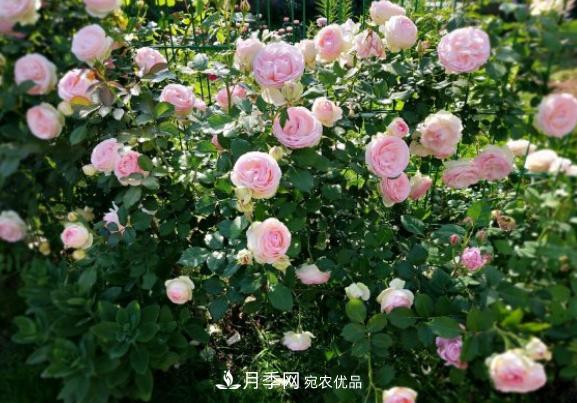 盆栽月季花，如何配土才合適？偷偷告訴你，保證“2點(diǎn)”就夠了(圖3)