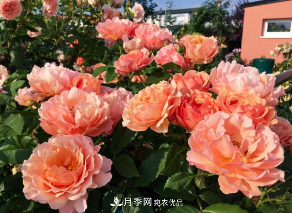 盆栽月季花，如何配土才合適？偷偷告訴你，保證“2點(diǎn)”就夠了(圖2)