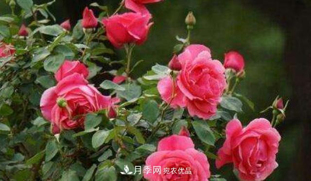 嫁接月季花，注意4個(gè)“要點(diǎn)”，輕松提高成活率(圖1)