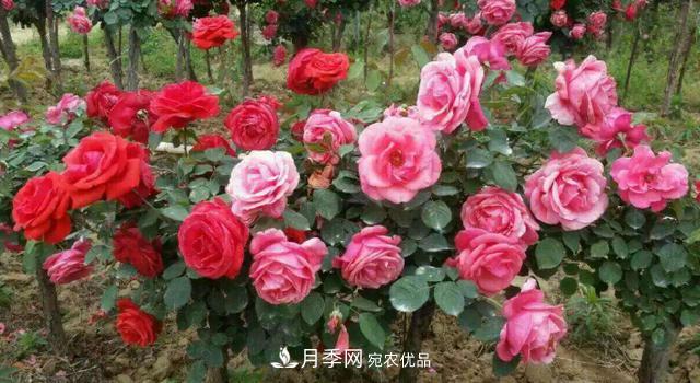 嫁接月季花，注意4個(gè)“要點(diǎn)”，輕松提高成活率(圖3)