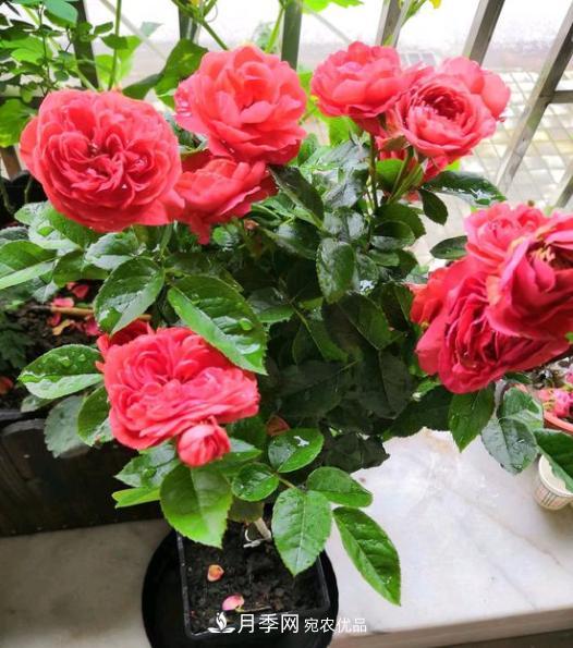 嫁接月季花，注意4個(gè)“要點(diǎn)”，輕松提高成活率(圖2)