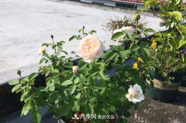 3分鐘學(xué)會(huì )扦插月季花，一棵變十棵，100%成活！(圖1)