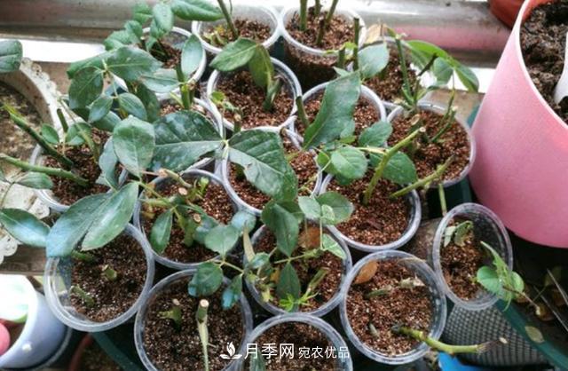 3分鐘學(xué)會(huì )扦插月季花，一棵變十棵，100%成活！(圖2)