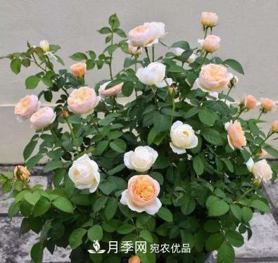 扦插月季花，幾月***合適？掌握幾個(gè)“關(guān)鍵點(diǎn)”，扦插都沒(méi)問(wèn)題(圖1)
