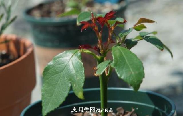 扦插月季花，幾月***合適？掌握幾個(gè)“關(guān)鍵點(diǎn)”，扦插都沒(méi)問(wèn)題(圖3)