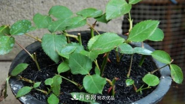 扦插月季花，幾月***合適？掌握幾個(gè)“關(guān)鍵點(diǎn)”，扦插都沒(méi)問(wèn)題(圖2)