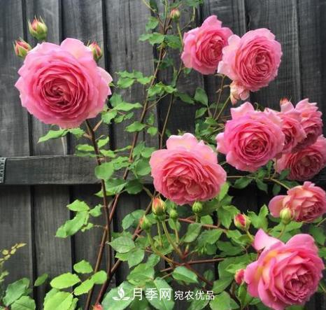 扦插月季花，幾月***合適？掌握幾個(gè)“關(guān)鍵點(diǎn)”，扦插都沒(méi)問(wèn)題(圖4)