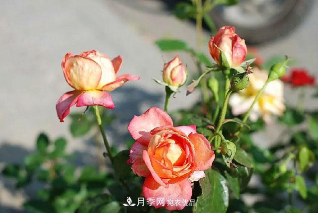月季過(guò)冬做好這5點(diǎn)，來(lái)年春天長(cháng)得旺，開(kāi)花多到壓彎枝頭(圖1)