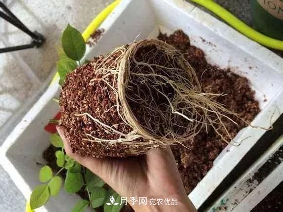 月季過(guò)冬做好這5點(diǎn)，來(lái)年春天長(cháng)得旺，開(kāi)花多到壓彎枝頭(圖3)