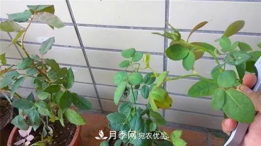 月季過(guò)冬做好這5點(diǎn)，來(lái)年春天長(cháng)得旺，開(kāi)花多到壓彎枝頭(圖6)