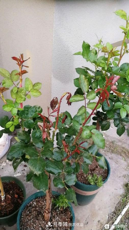 夏天月季花愛(ài)生蟲(chóng)？幾個(gè)小方法輕松應對六大蟲(chóng)害！(圖6)