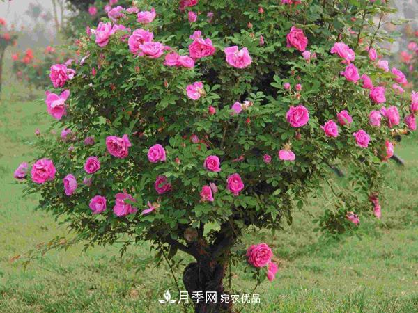 月季樹(shù)多少錢(qián)一株？南陽(yáng)2020年月季樹(shù)價(jià)格(圖2)