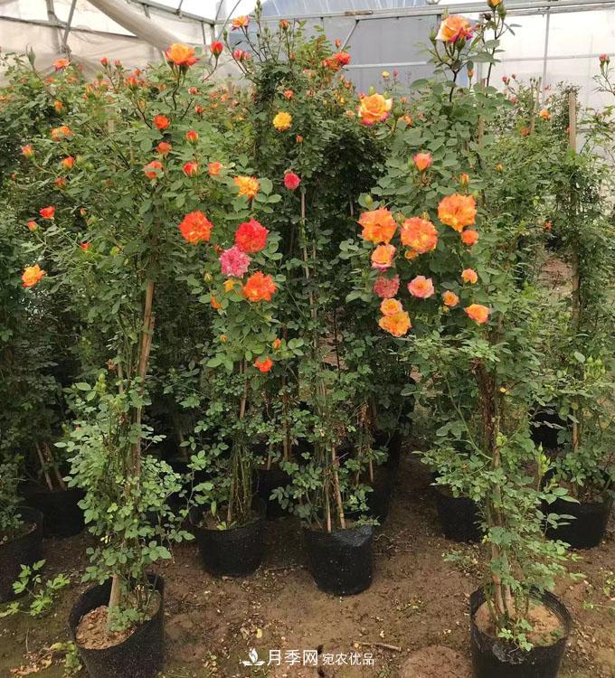 基地直供造型月季花瓶、月季花球、月季花柱批發(fā)價(jià)格(圖4)