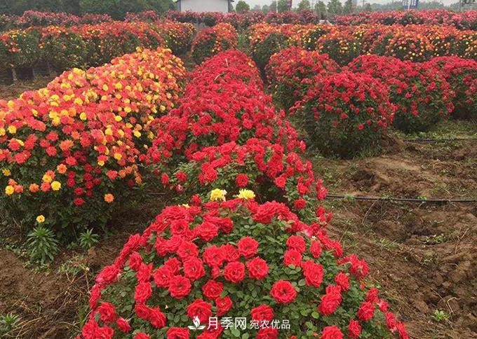 基地直供造型月季花瓶、月季花球、月季花柱批發(fā)價(jià)格(圖3)