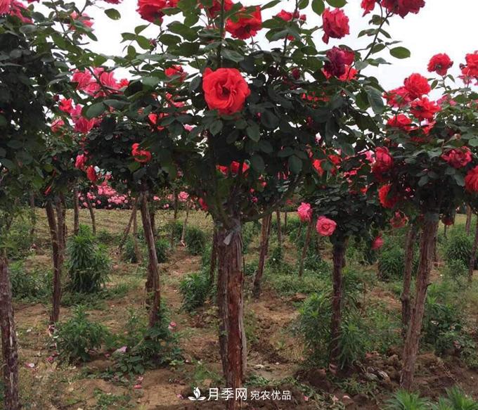 基地直供造型月季花瓶、月季花球、月季花柱批發(fā)價(jià)格(圖2)