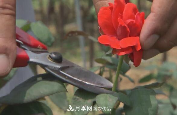 樹(shù)狀月季門(mén)道多，南陽(yáng)樹(shù)狀月季怎樣種植？月季冠幅小、偏冠是啥原因？(圖4)
