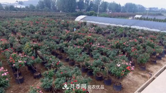 樹(shù)狀月季門(mén)道多，南陽(yáng)樹(shù)狀月季怎樣種植？月季冠幅小、偏冠是啥原因？(圖2)